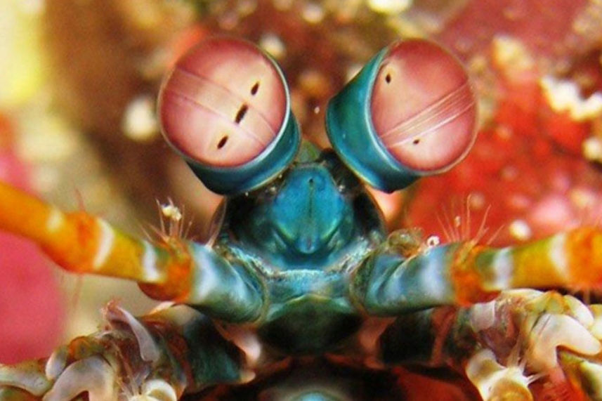 Peacock Mantis Shrimp