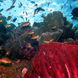 Underwater Marine Diversity