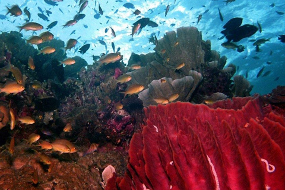 Underwater Marine Diversity