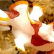 Painted Frogfish