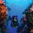 #diving