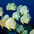 Marine Life - Raja Ampat Aggressor