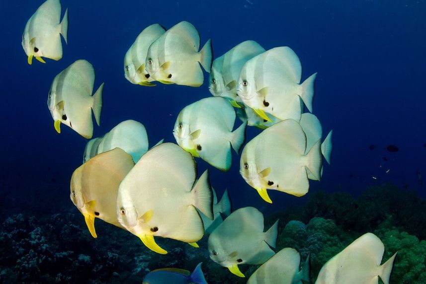 Marine Life - Raja Ampat Aggressor