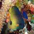 Marine Life - Raja Ampat Aggressor