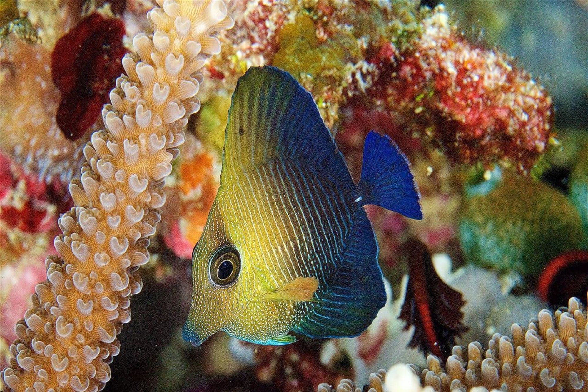 Marine Life - Raja Ampat Aggressor