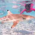 Snorkelling - Calico Jack