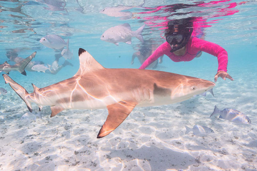 Snorkelling  - Calico Jack