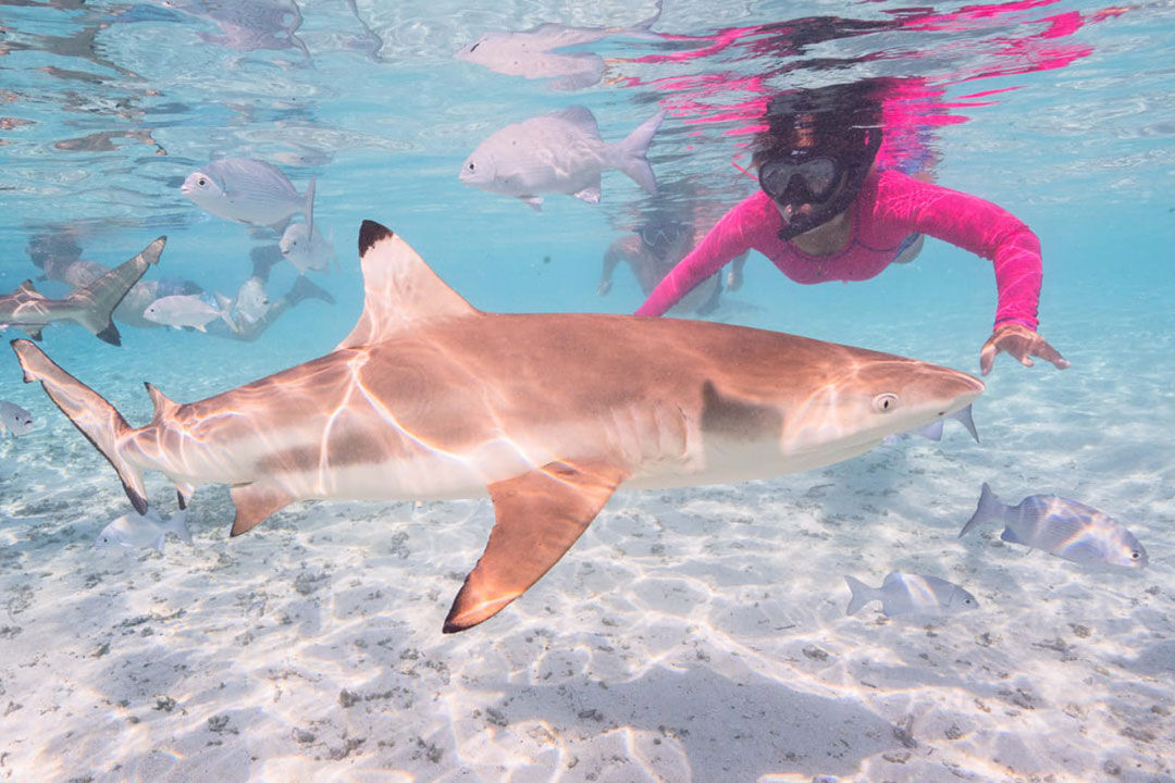 Snorkelling - Calico Jack