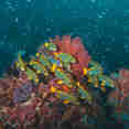 Marine Life - Calico Jack