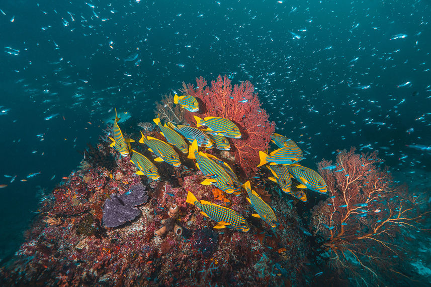 Marine Life - Calico Jack