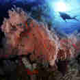Coral Reef - Calico Jack