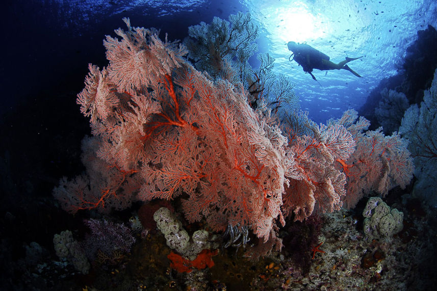 Coral Reef - Calico Jack