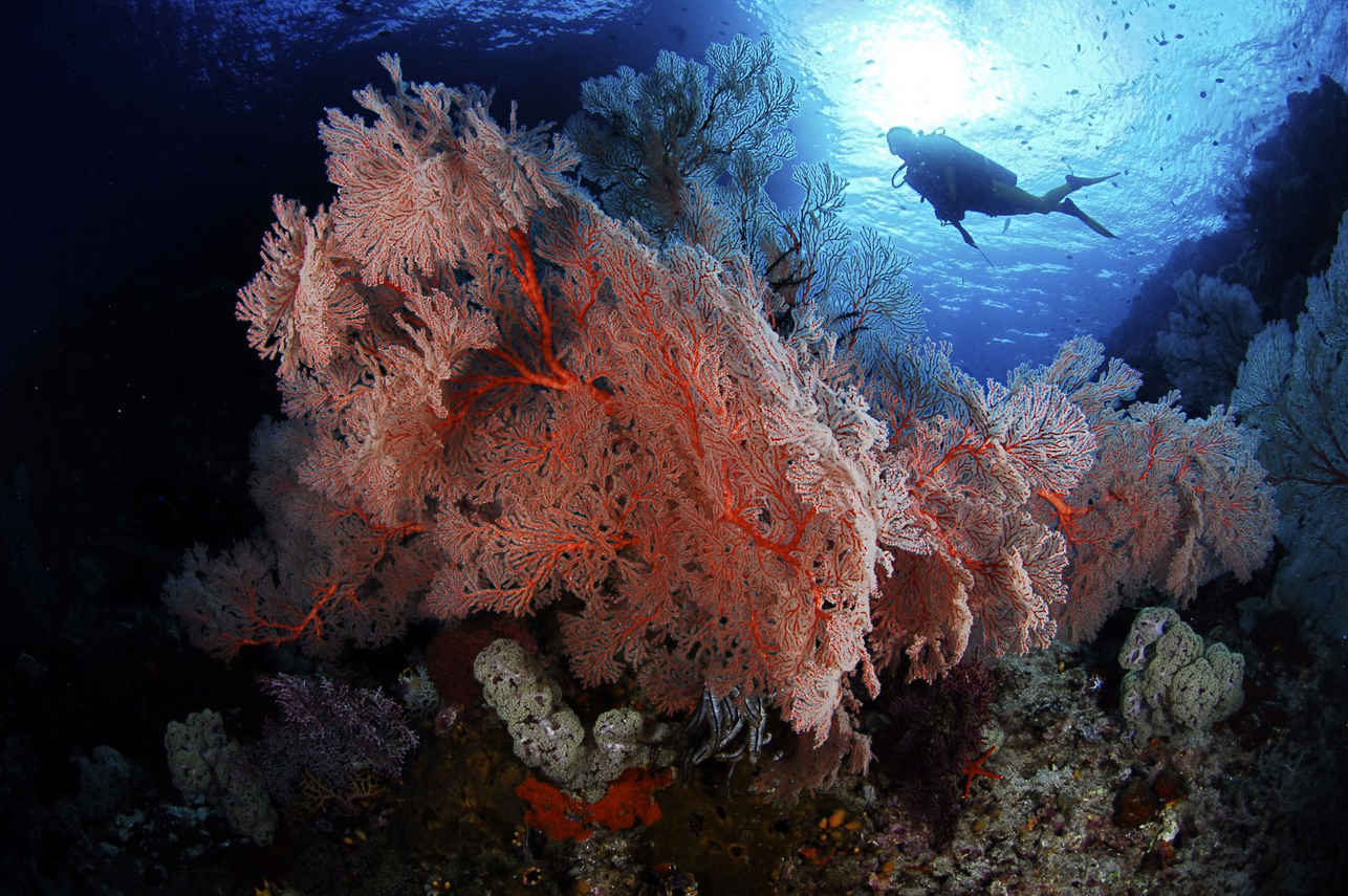 Barriera Corallina - Calico Jack