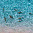 Shark - Calico Jack