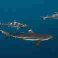 Shark - Calico Jack