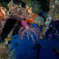 Marine Life - Calico Jack