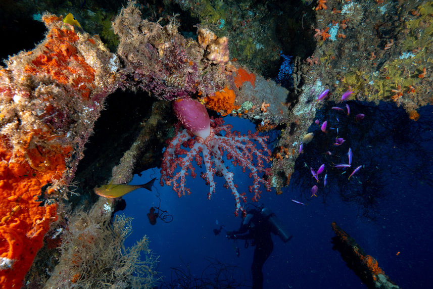 Marine Life - Calico Jack