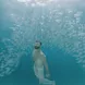 Snorkeling - Calico Jack