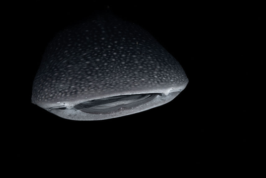 Whale Shark - Calico Jack