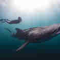 Shark - Calico Jack