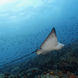 Vida Aquatica  - Galapagos Master