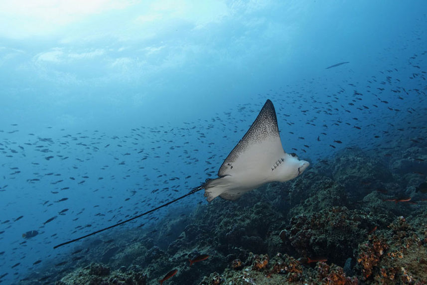 Onderwaterleven - Galapagos Master