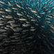 Schooling Fish