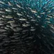 Schooling Fish