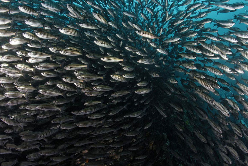 Onderwaterleven - Galapagos Master