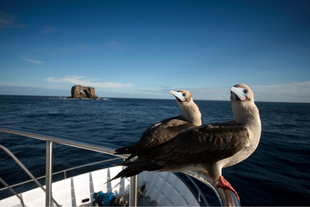 Galapagos Master