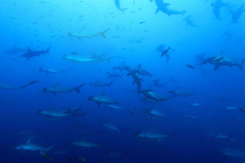 Marine Life - Galapagos Master