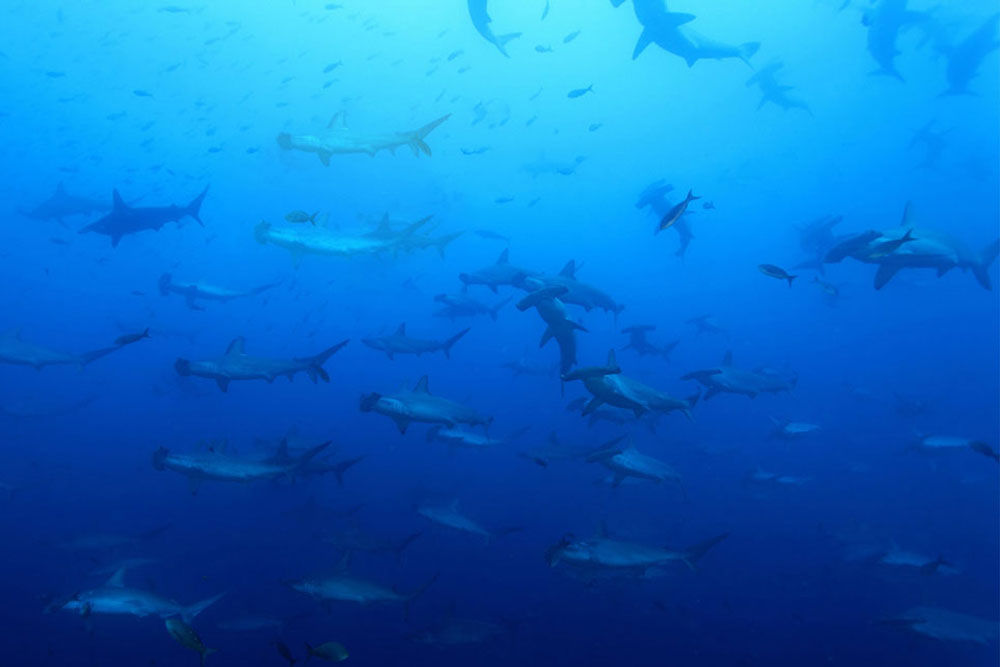 Vida Marinha - Galapagos Master