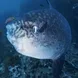 Mola Mola