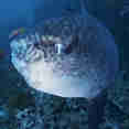 Mola Mola