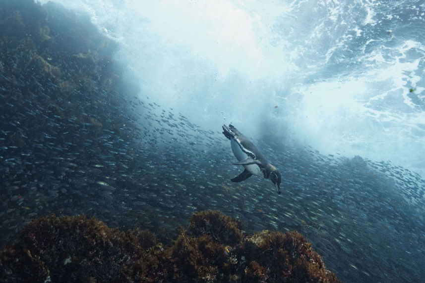 Pinguins - Galapagos Master