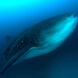 Tiburon ballena - Galapagos Master