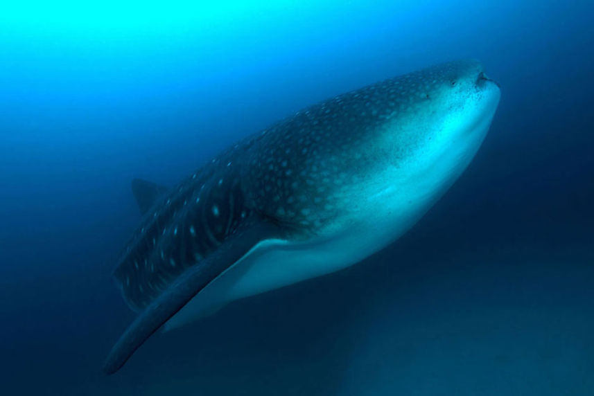 Tiburon ballena - Galapagos Master