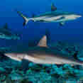 Shark - Andromeda