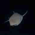 Nurse Shark - Emperor Atoll Liveaboard Maldives