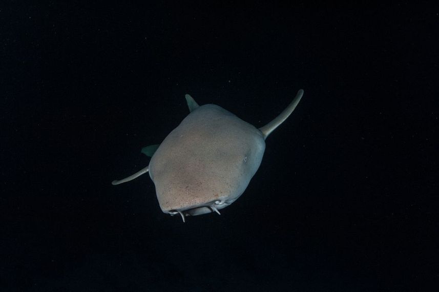 Nurse Shark - Emperor Atoll Liveaboard Maldives