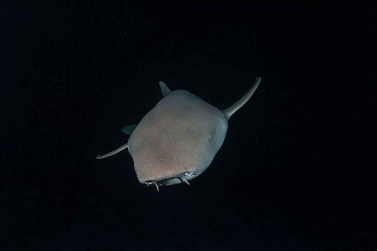 Nurse Shark - Emperor Atoll Liveaboard Maldives