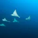 Eagle Ray Squadron Scuba Diving Maldives