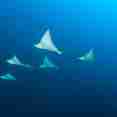 Eagle Ray Squadron Scuba Diving Maldives