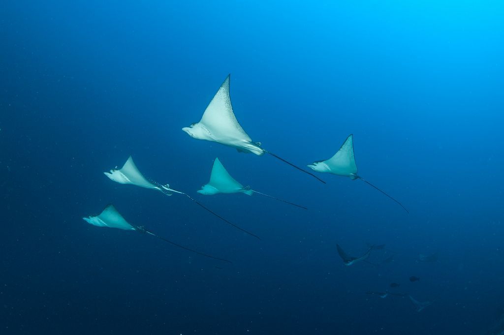 Eagle Ray Squadron Scuba Diving Maldives