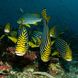 Sweetlips - Emperor Atoll Liveaboard Maldives