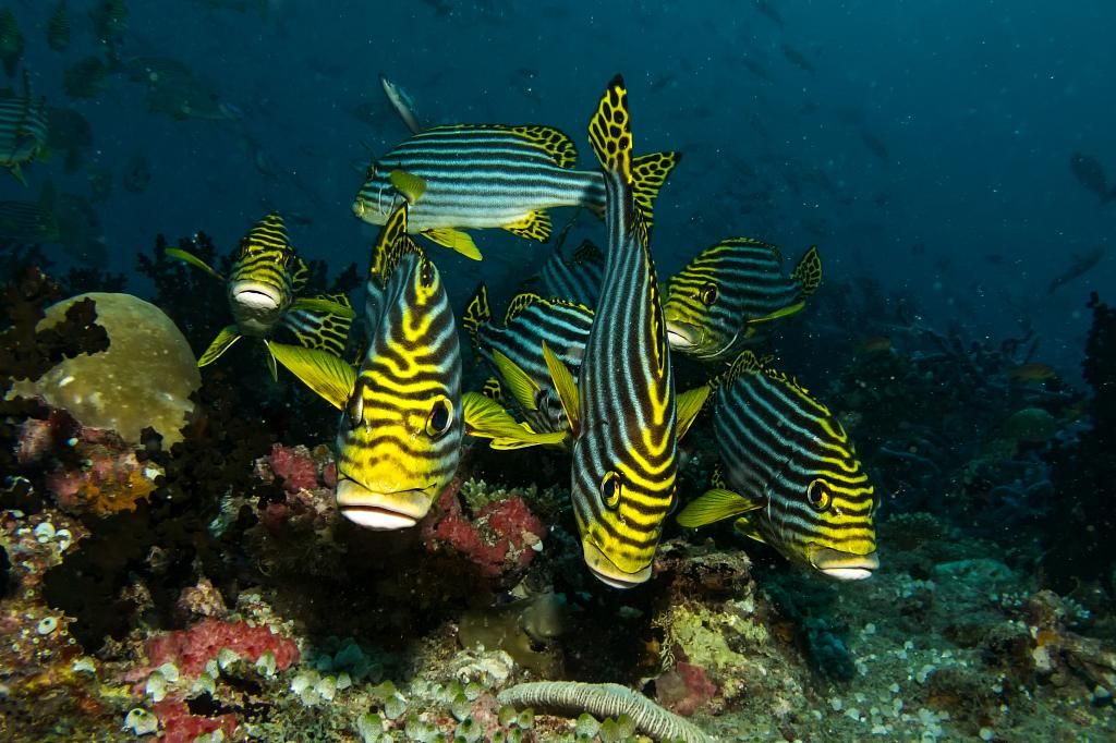 Sweetlips - Emperor Atoll Liveaboard Maldives