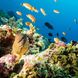 Beautiful Reefs in the Maldives