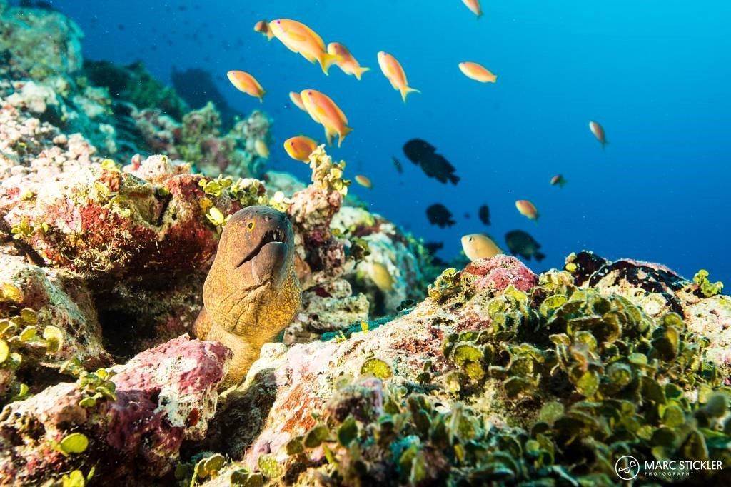 Beautiful Reefs in the Maldives