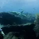 Guitar Shark - Emperor Atoll Liveaboard Maldives