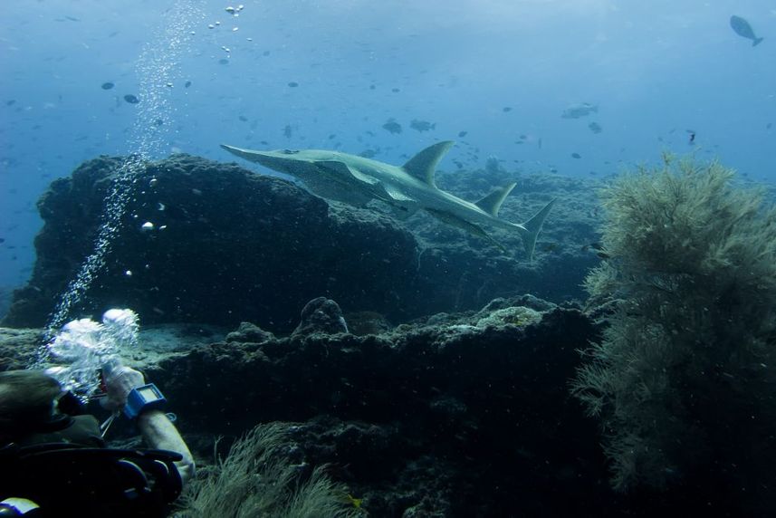 Guitar Shark - Emperor Atoll Liveaboard Maldives